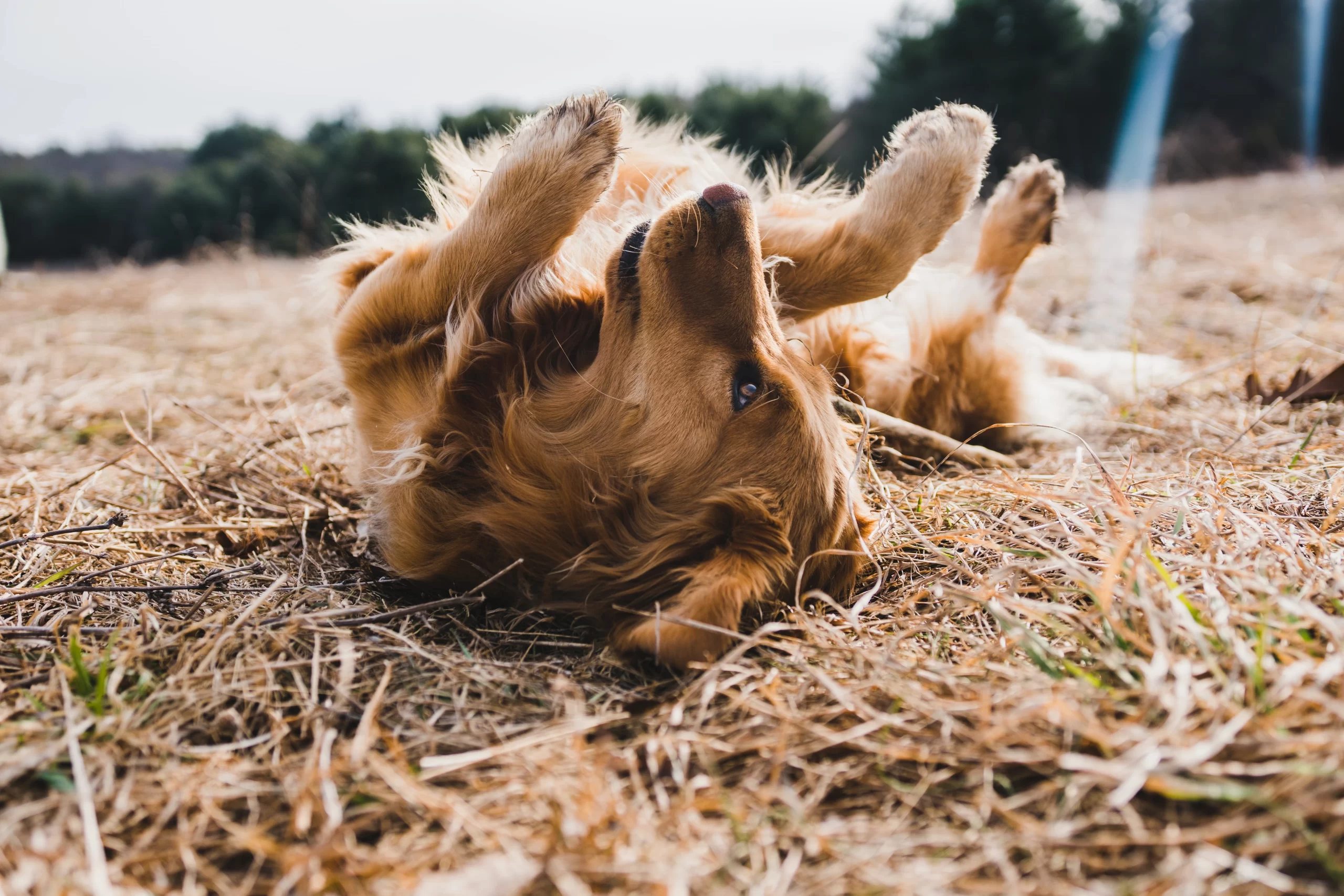 michael-oxendine-Golden on back sunbathing -unsplash