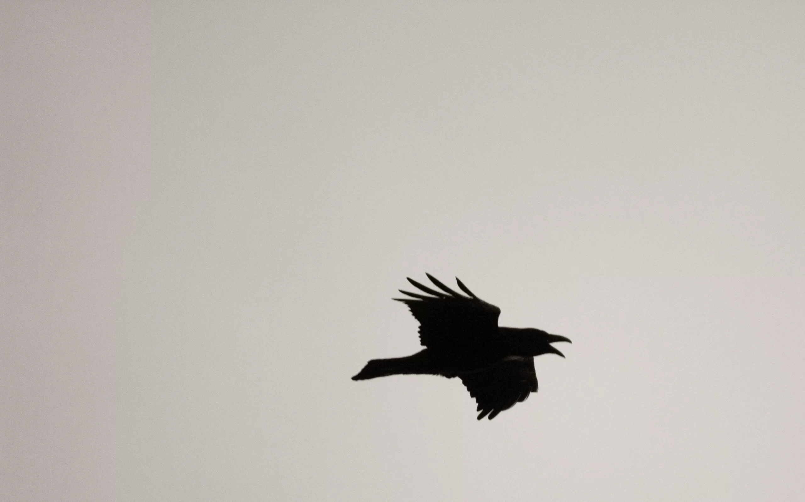 slawek-k-crow flying against grey sky background-unsplash