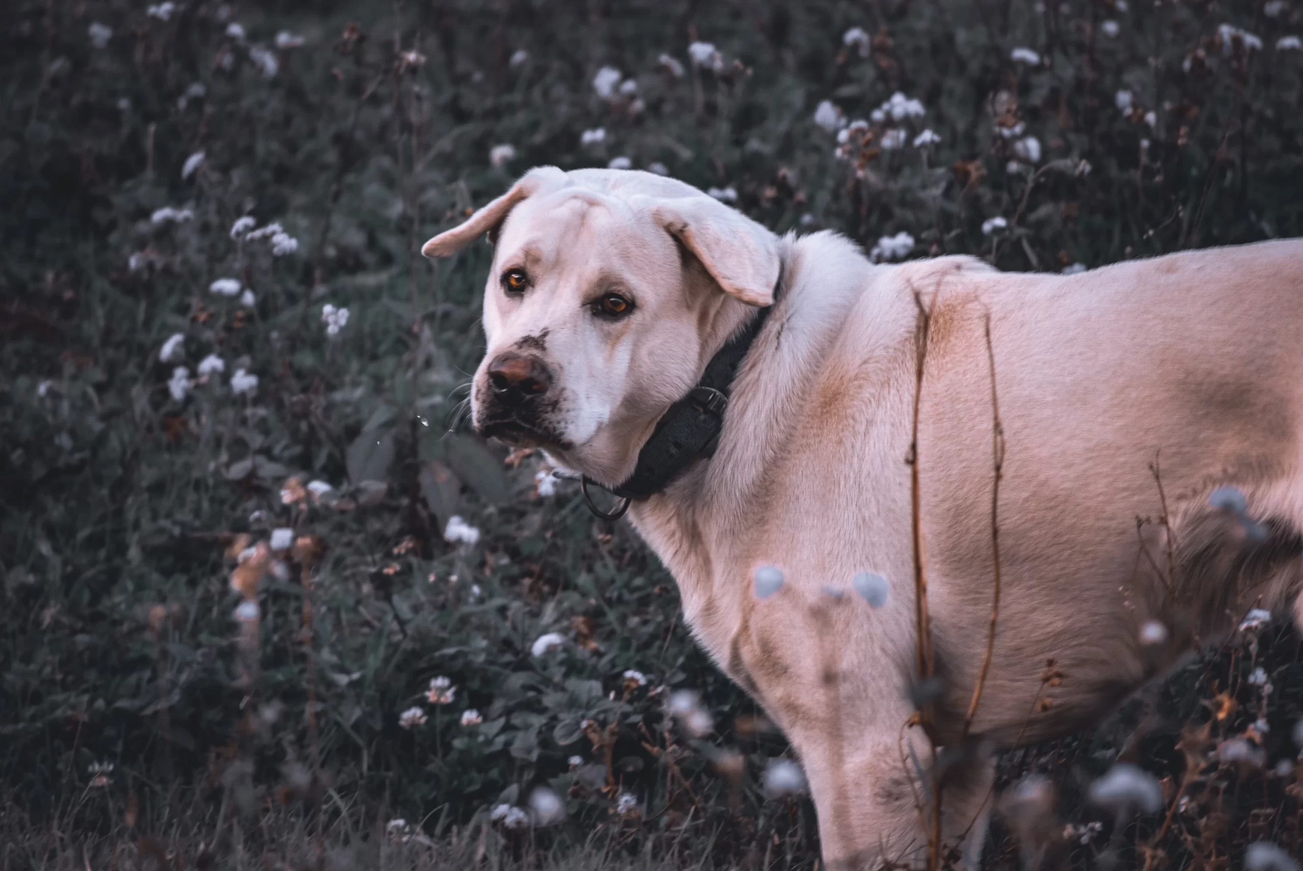 vishal-v-Large yellow lab-unsplash