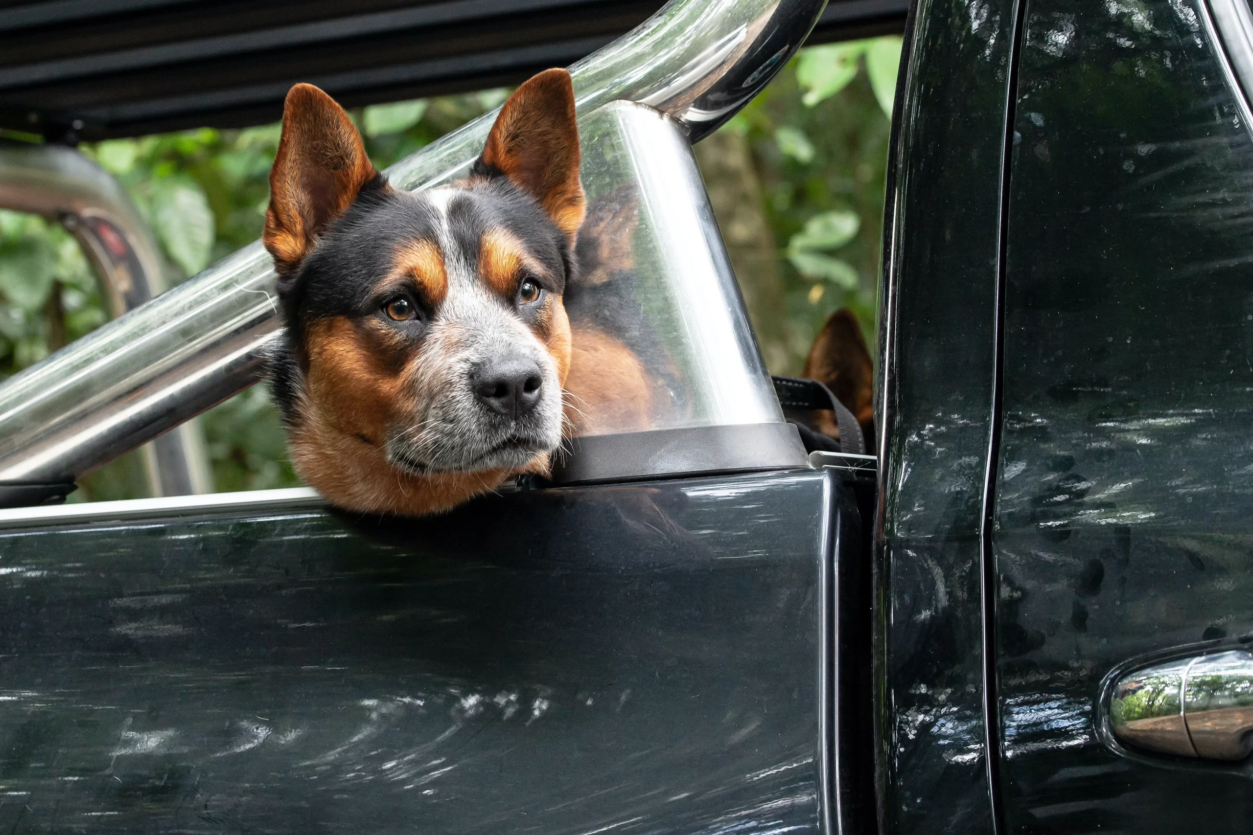 Jindalba rain forest walk Published on September 7, 2021 NIKON CORPORATION, NIKON D780 Free to use under the Unsplash License "Waiting for dad". Looking expectantly for dad to come back. A Queensland Blue Heeler or Cattle Dog.