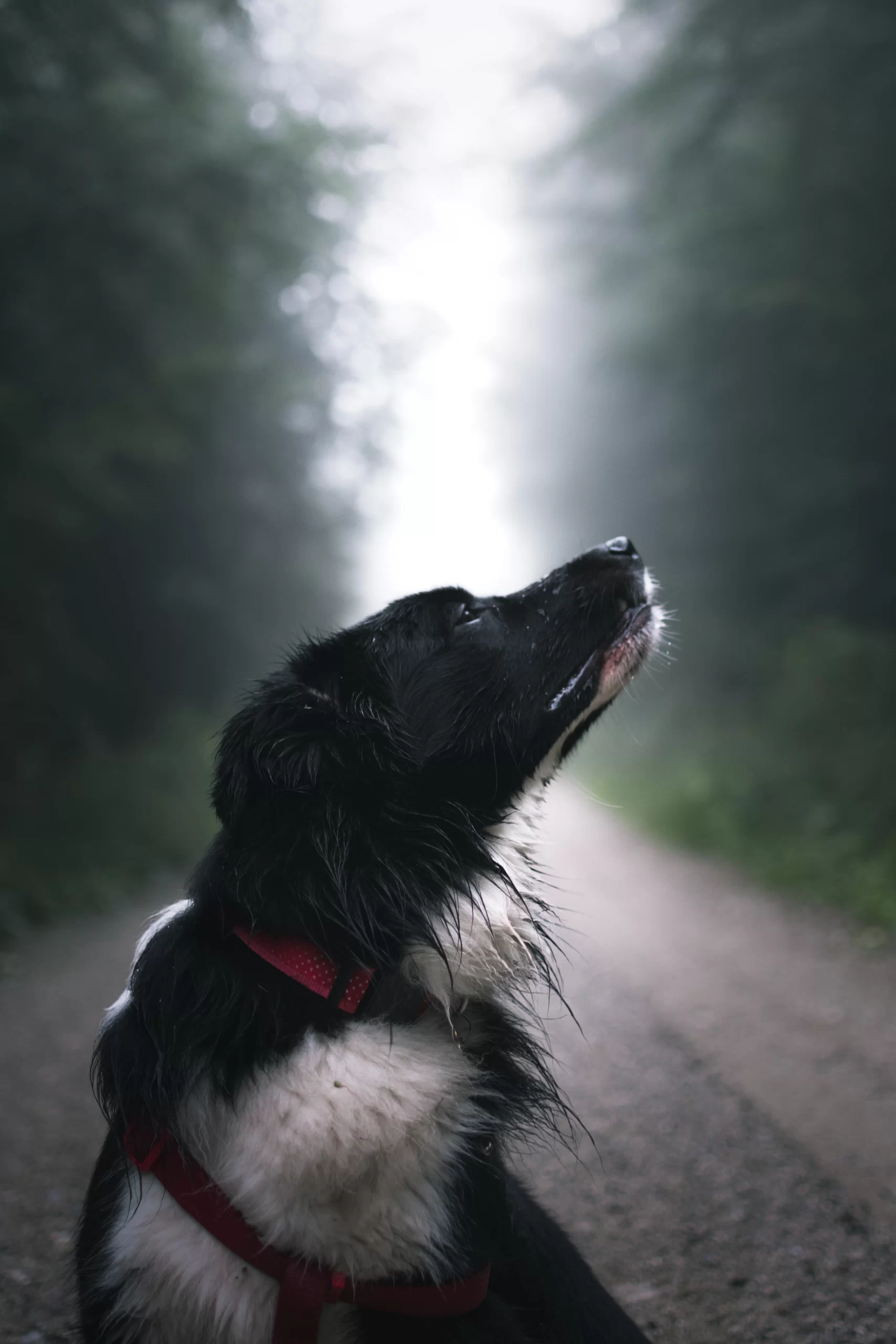 Gutské peklo-národní přírodní rezervace, Třinec, Czechia Published on August 30, 2018 NIKON CORPORATION, NIKON D3400 Free to use under the Unsplash License Smell it