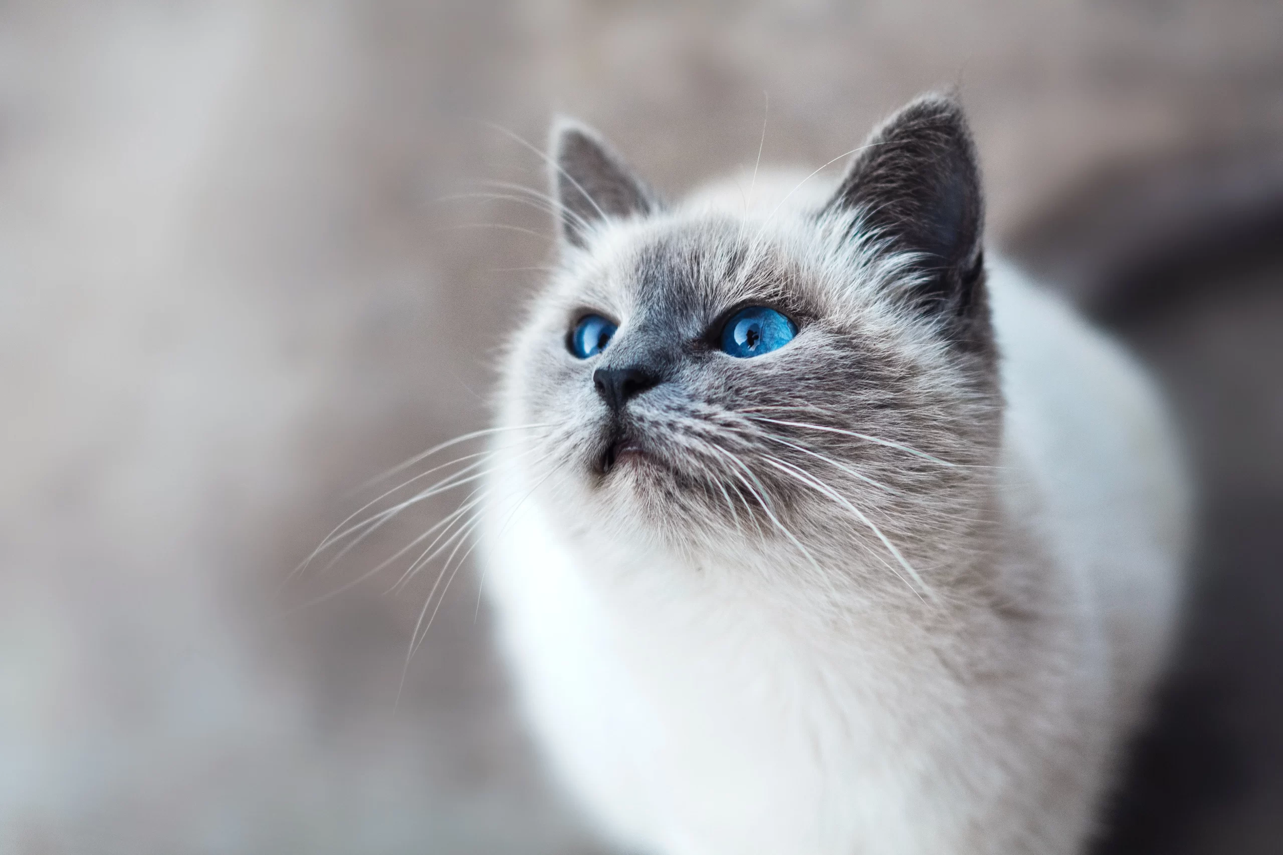 mikhail-vasilyev-Persian cat -unsplash