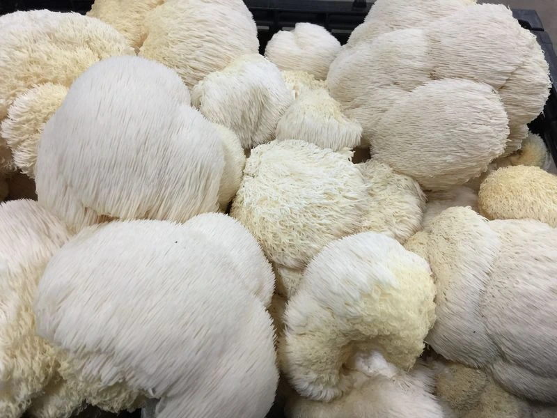 Hericium Erinaceous Lions Mane Mushrooms