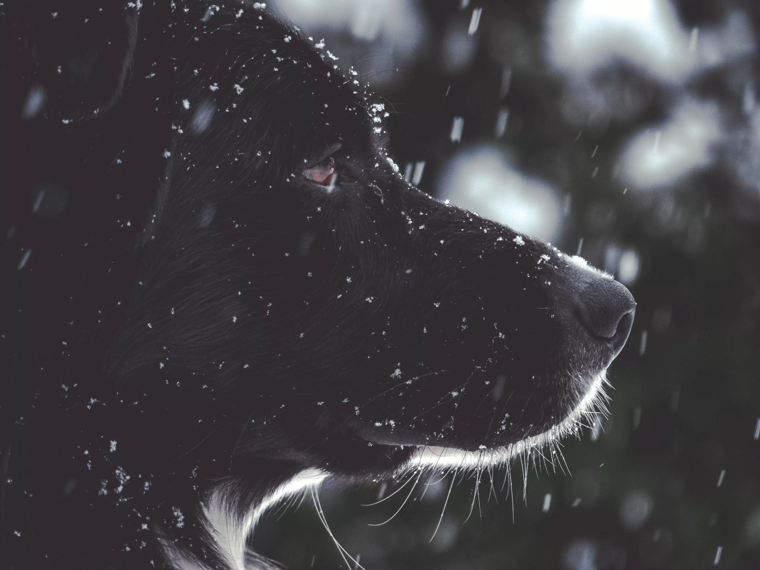 tadeusz-lakota-rained on lab in profile unsplash